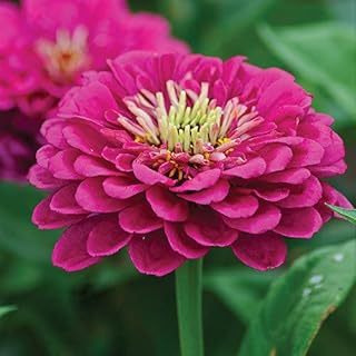 25 graines de fleurs de zinnia