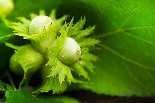 10 graines d'arbres à noix d'amérique à planter - corylus americana - expédiées