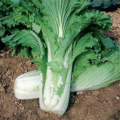 100 graines de michihili, beau gros chou chinois, salades, sautés, légumes sains