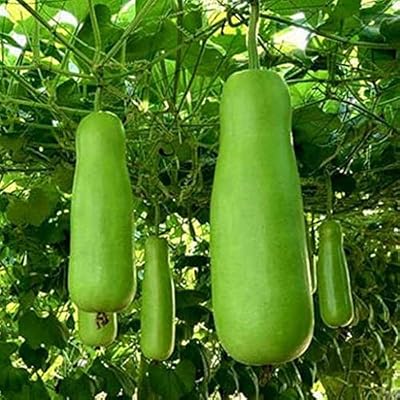 Graines graines de légumes long gourd