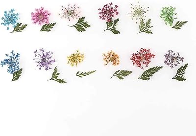 Une boîte de feuilles de plantes sèches de vraies fleurs d'ammi majus séchées