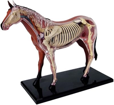 Modèle d'anatomie de cheval 4d avec squelette d'animal et conception anatomique, jouets