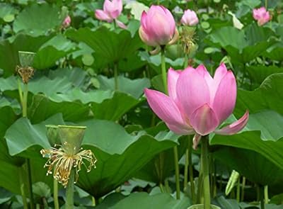 10 graines de fleurs de lotus