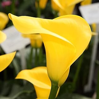 3 pièces bulbes de lys calla jaunes vivaces héritage fleurs belles pour jardin