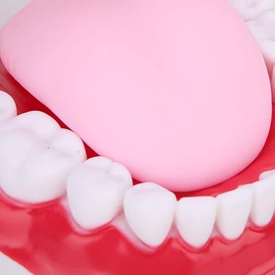 Modèle dentaire, modèle d'éducation dentaire, modèle dentaire, pour l'éducation dentaire des enfants, modèle