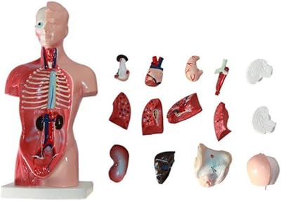 Modèle d'anatomie humaine de trendat 8 pièces amovibles ensemble d'expériences scientifiques médicales