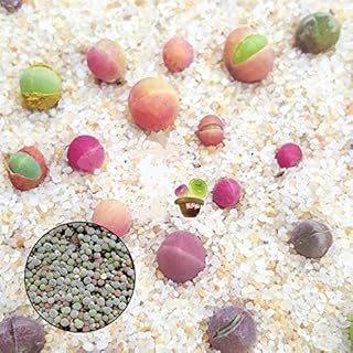 Egrow 100 pièces/sac graines de plantes succulentes gibbaeum heathii bonsaï graines de bonsaï succulentes très rares. Diaytar Sénégal : Des promotions qui ont du sens