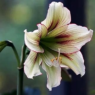 2 pièces bulbes d'amaryllis pour plantation intérieure héritage amaryllis serre semis fleur coupée