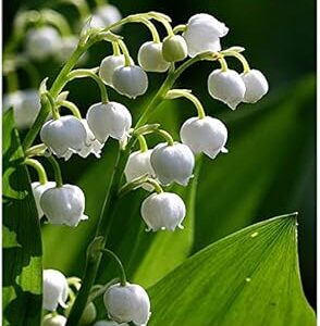 10 fleurs de muguet extra grandes et dodues avec racines - fraîches de hollande qui fleuriront en mai. De la mode à l'électronique, Diaytar Sénégal a tout ce qu'il vous faut