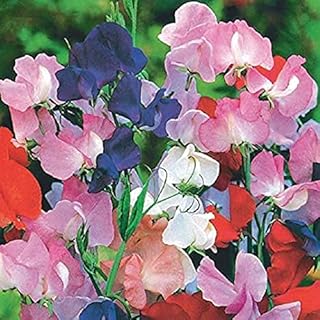 Graines de fleurs de pois de senteur