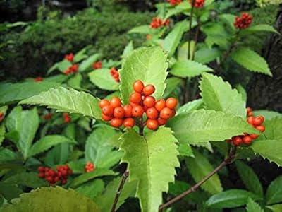 Graines graines de plantes de ginseng