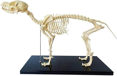 Modèle de squelette de chien, modèle de squelette de chien avec support