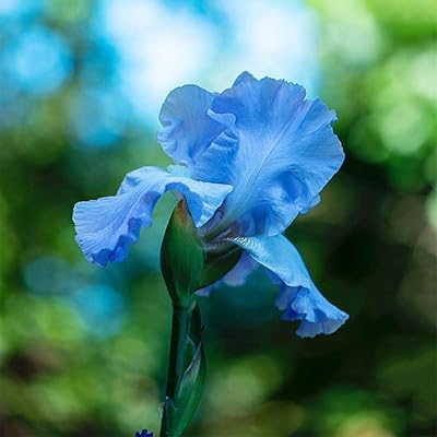 5 les bulbes d'iris bleu nécessitent peu d'entretien, faciles à survivre, dégagent un parfum élégant et constituent une plante de jardin ornementale importante qui peut fleurir. Commandez malin, vivez mieux avec Diaytar