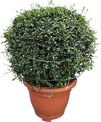 Ehretia microphylla plante du dubai garden centre pour une utilisation en extérieur