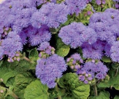 400 graines d'ageratum blue mink