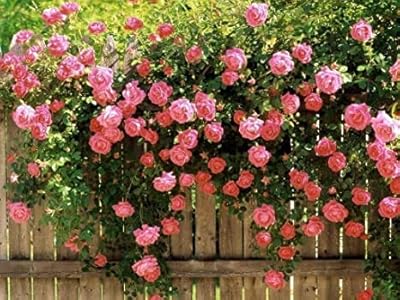 100pcs graines de fleurs de roses fraîches pour la plantation de roses