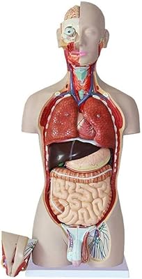 Kit d'anatomie modèle de torse humain grandeur nature avec tête double sexe