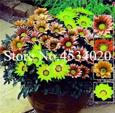 100 graines de fleurs fraîches de gazania pour la plantation multicolores
