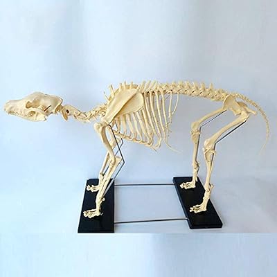 Modèle de spécimen de squelette de chien enseignement de l'anatomie animale et enseignement