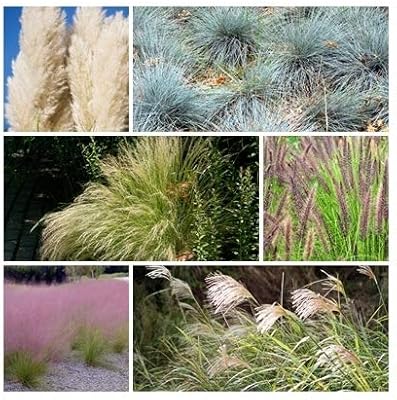 Semences collection de graines de graminées ornementales. 6 paquets individuels ornementales vivaces rustiques avec guides. Diaytar : Le choix malin des consommateurs sénégalais