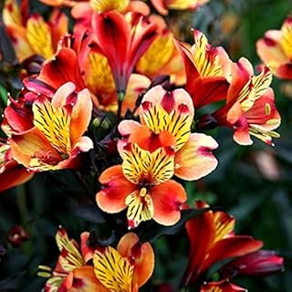 15 morceaux de graines de lys alstroemeria