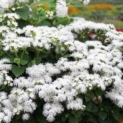 Semilles ageratum flor blanca (blanco) ageratum mexicanum 400 + semilles. Diaytar : Le e-commerce qui respecte votre budget