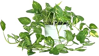 Plantes à argent suspendues fraîches/à vie - faible entretien, purifiant l'air, faciles à