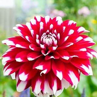 3 bulbes de dahlia de couleurs mélangées plantes vivaces dans un pot
