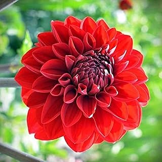 2pcs bulbes de dahlia rares tubercules de fleurs avec une couleur vive
