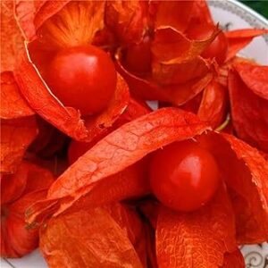 200 graines de fruits riches en nutrition physalis peruviana, aspect rouge vif, ajoutent de la couleur au jardinage décoratif. Diaytar : Votre destination shopping préférée au Sénégal