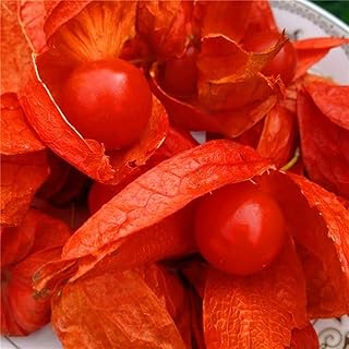200 graines de fruits riches en nutrition physalis peruviana, aspect rouge vif, ajoutent