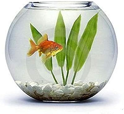 Aquarium Rond en Verre pour Poissons