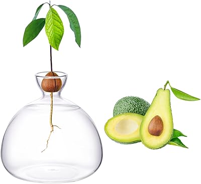 Kit de plantation d'avocatiers, kit de culture de graines d'avocat pour débutants