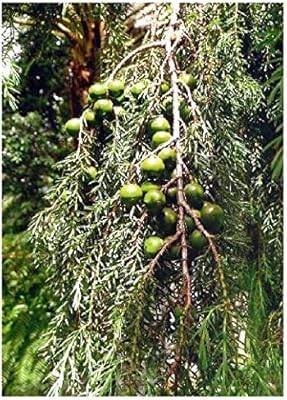 Cèdre de madère - genévrier (juniperus cedar web et bertil subsp. madrensis)