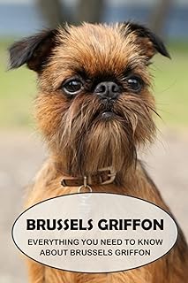 GRIFFON DE BRUXELLES : TOUT CE QUE VOUS DEVEZ SAVOIR SUR LE GRIFFON