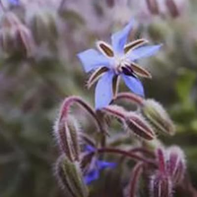 50 pièces/sac de bourracheprolifique, sans ogm, semis de plantes florales nutritives comestibles