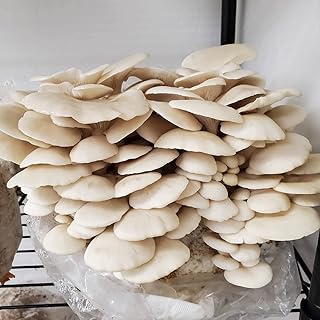 Kit de culture de champignons fabriqué en italie (toscane) champignons 100% biologiques et naturels - la meilleure couleur blanche luxueuse. L'expérience e-commerce réinventée par Diaytar au Sénégal