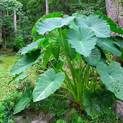 3 lampes à feuillage d'été elephant ear un impact audacieux sur le paysage