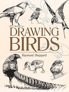 Dessiner des oiseaux