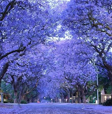 Graines de jacaranda mimosifolia 40 graines - graines sélectionnées - bonsaï bleu