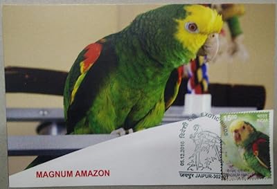Carte amazon maxim magnum