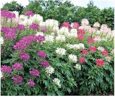 500 graines - cléome mixte - plantes araignées - fleur de nectar pour papillons monarques. Diaytar Sénégal : Innovation, diversité et accessibilité