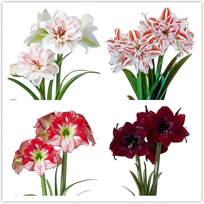 4 pièces combinaison de bulbes d'amaryllis tolérants à la sécheresse plantes