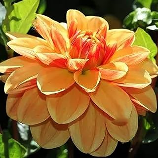 2pcs bulbes de dahlia fleurs exotiques pour terrasse extérieure planter des colorées ajoutent