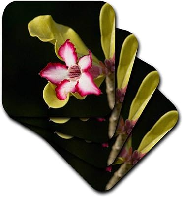 3drose rose du désert, adenium obesum, afrique du sud. - dessous de verre