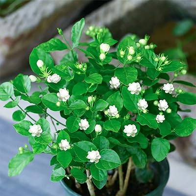 50pcs graines de jasmin gardénia vivace jasminoïde double fleur panier suspendu graines d'arbustes