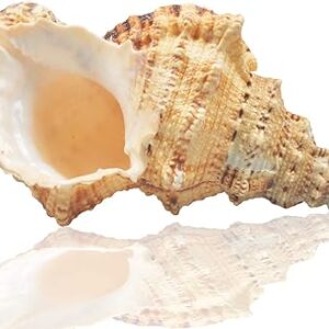 Grands coquillages naturels énormes conques océaniques de 7 à 8 pouces parfaits pour la décoration. Diaytar Sénégal : Achetez plus, dépensez moins