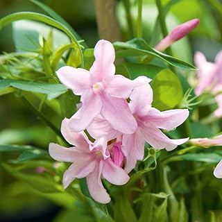 Graines d'arbustes de jasmin vivaces jasmin x stephanense plante de jardin grimpante parfaite