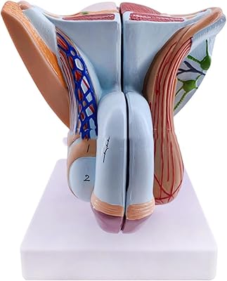 Modèle d'organes génitaux masculins modèle de muscles pelviens anatomique du système