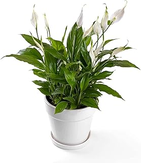 Plante spathiphyllum (plante d'intérieur). Diaytar : La révolution discount est en marche